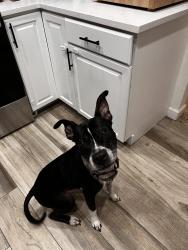 Reunited Male Dog last seen Us/19 Tampa rd, Riviere rd, Palm Harbor, FL 34683