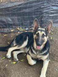 Lost Male Dog last seen Seminary drive,mccart and stadium drive, Fort Worth, TX 76133