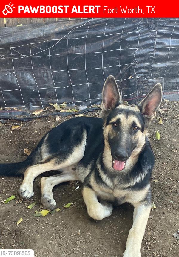 Lost Male Dog last seen Seminary drive,mccart and stadium drive, Fort Worth, TX 76133