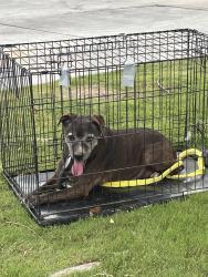 Found/Stray Male Dog last seen Near Fuschia Ct, Bakersfield Ca 93313, Bakersfield, CA 93313