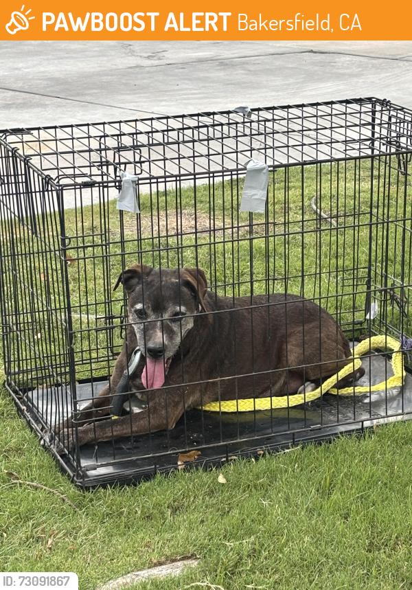 Found/Stray Male Dog last seen Near Fuschia Ct, Bakersfield Ca 93313, Bakersfield, CA 93313