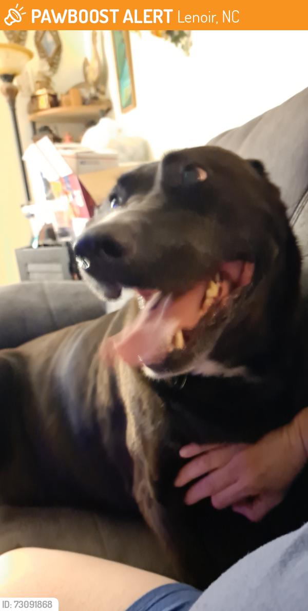 Found/Stray Female Dog last seen Walt Arney Rd, Lenoir, NC 28645