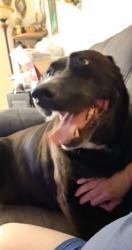 Found/Stray Female Dog last seen Walt Arney Rd, Lenoir, NC 28645