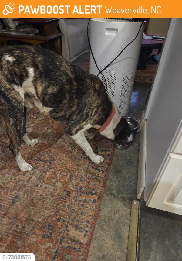Found/Stray Male Dog last seen Elkins Branch rd and Stocton Branch, Weaverville, NC 28787