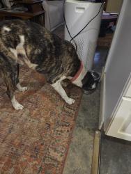Found/Stray Male Dog last seen Elkins Branch rd and Stocton Branch, Weaverville, NC 28787