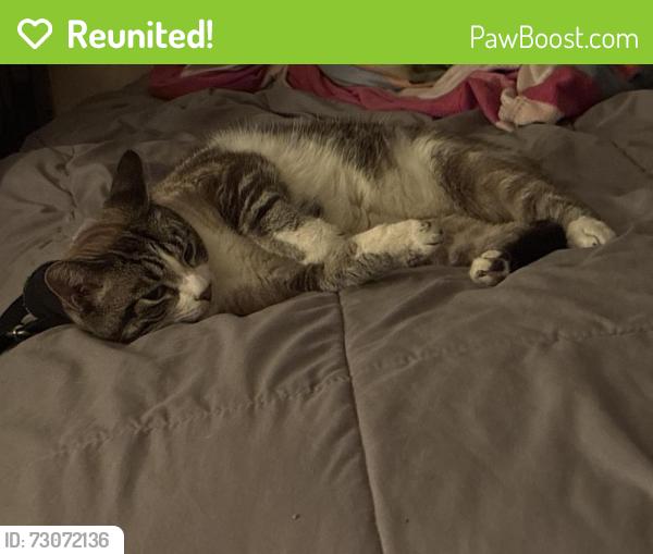 Reunited Male Cat last seen At my hse Bathurst and codsell, Toronto, ON M3H 3V5