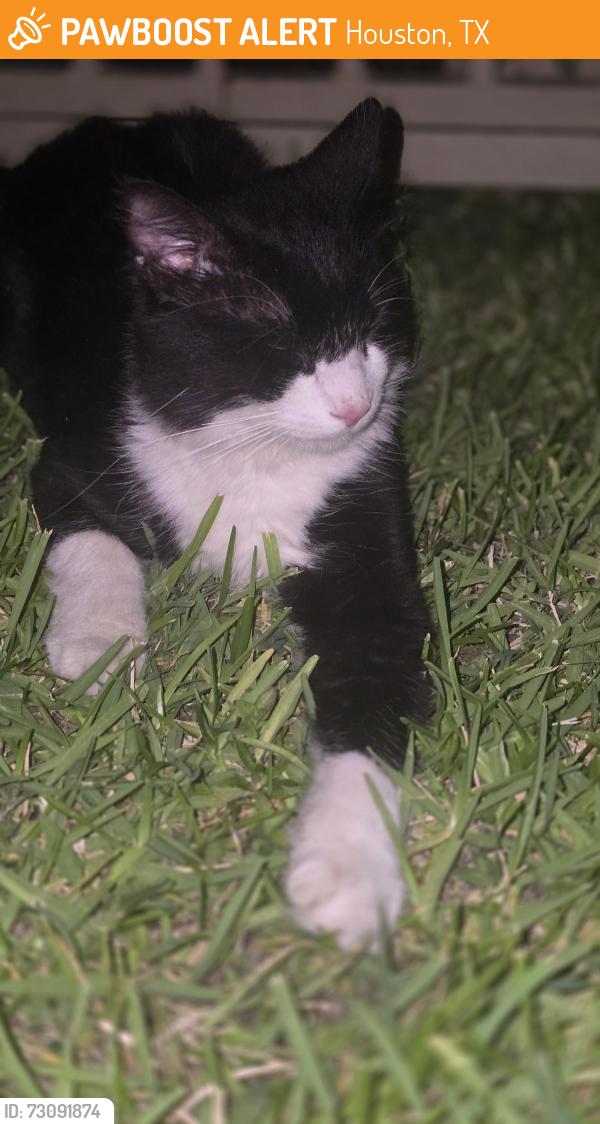 Found/Stray Unknown Cat last seen Renwick and Elm St, Houston, TX 77081