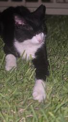 Found/Stray Unknown Cat last seen Renwick and Elm St, Houston, TX 77081