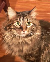Lost Female Cat last seen 155th Place and Lamar Overland Park,KS 66223, Overland Park, KS 66223
