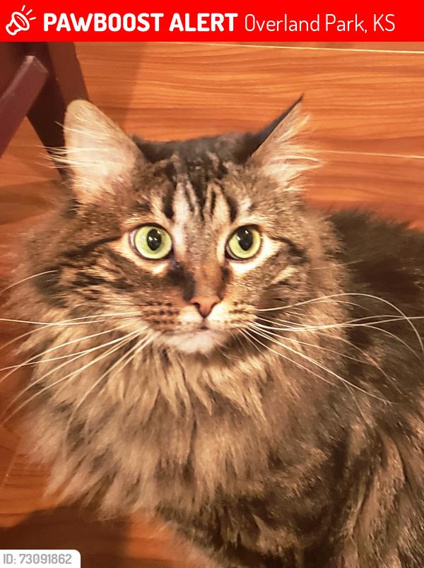 Lost Female Cat last seen 155th Place and Lamar Overland Park,KS 66223, Overland Park, KS 66223