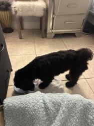 Reunited Male Dog last seen NW 135th Street Miami FL, Opa-locka, FL 33054