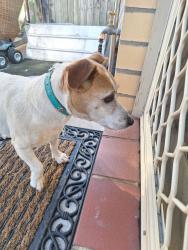 Found/Stray Male Dog last seen 14/28 de graaff St holder, Holder, ACT 2611
