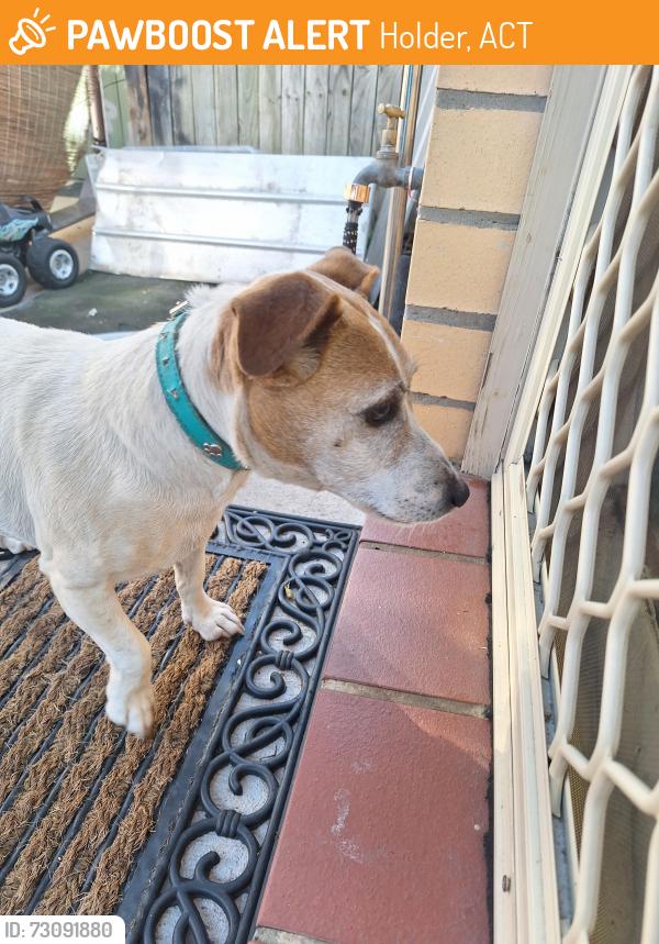 Found/Stray Male Dog last seen 14/28 de graaff St holder, Holder, ACT 2611