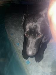 Found/Stray Female Dog last seen E Loop 1604S and Bernhardt, San Antonio, TX 78263