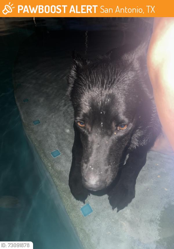 Found/Stray Female Dog last seen E Loop 1604S and Bernhardt, San Antonio, TX 78263