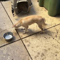 Reunited Female Dog last seen East Sand Creek Road and Garin Road, Brentwood, CA 94513