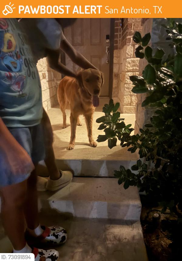Found/Stray Male Dog last seen Republic way, San Antonio, TX 78222