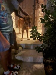 Found/Stray Male Dog last seen Republic way, San Antonio, TX 78222