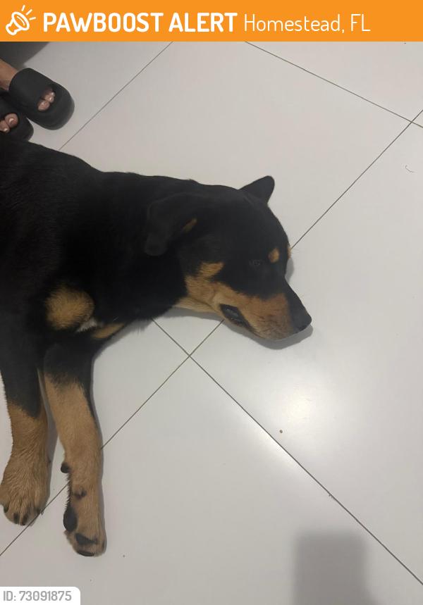 Found/Stray Male Dog last seen Near s hwy. hmstd, Homestead, FL 33030