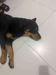 Found/Stray Male Dog last seen Near s hwy. hmstd, Homestead, FL 33030