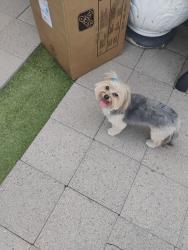 Found/Stray Unknown Dog last seen Community/Murrieta by church, Los Angeles, CA 91402