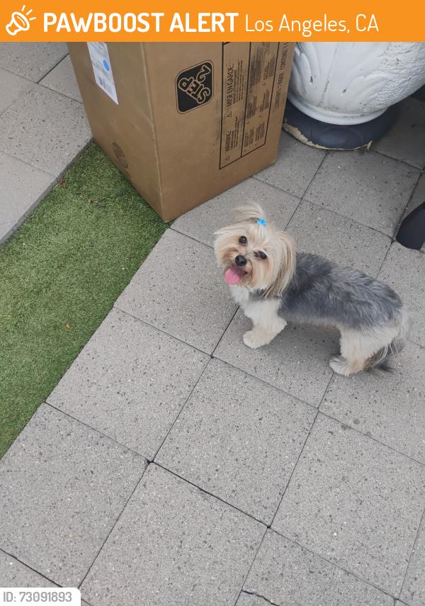 Found/Stray Unknown Dog last seen Community/Murrieta by church, Los Angeles, CA 91402