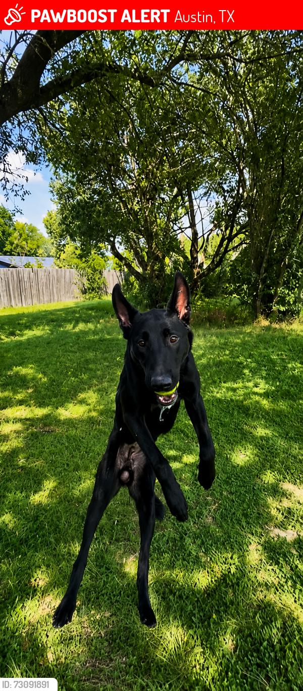 Lost Male Dog last seen I 35 , Austin, TX 78753