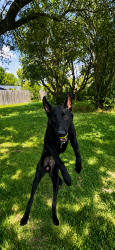 Lost Male Dog last seen I 35 , Austin, TX 78753