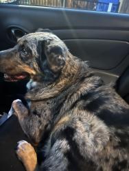 Found/Stray Unknown Dog last seen Outside my building, Denver, CO 80206