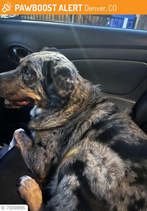 Found/Stray Unknown Dog last seen Outside my building, Denver, CO 80206