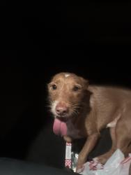Found/Stray Male Dog last seen huebner and lack hill, San Antonio, TX 78230