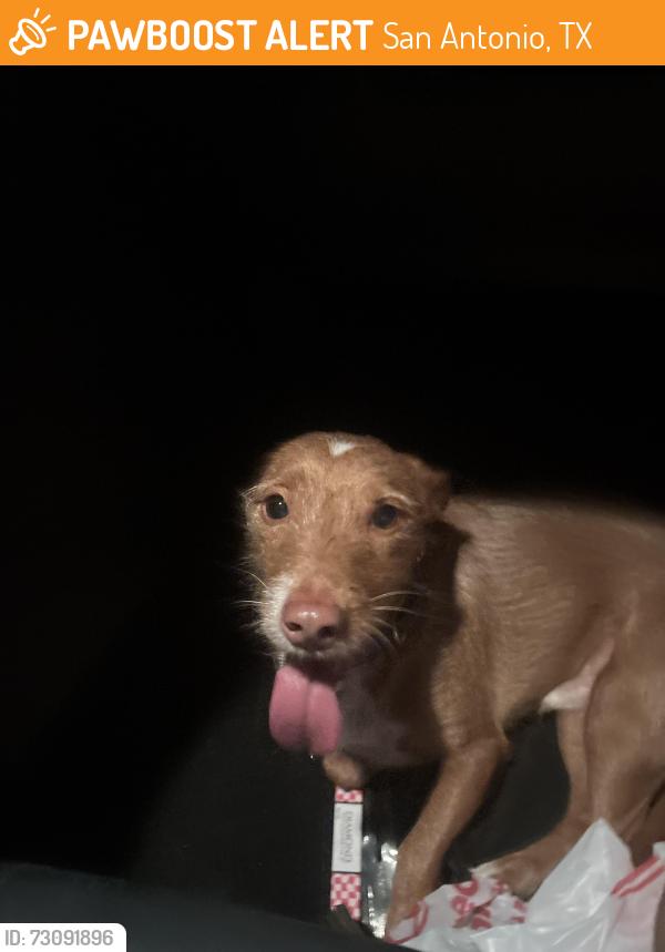 Found/Stray Male Dog last seen huebner and lack hill, San Antonio, TX 78230