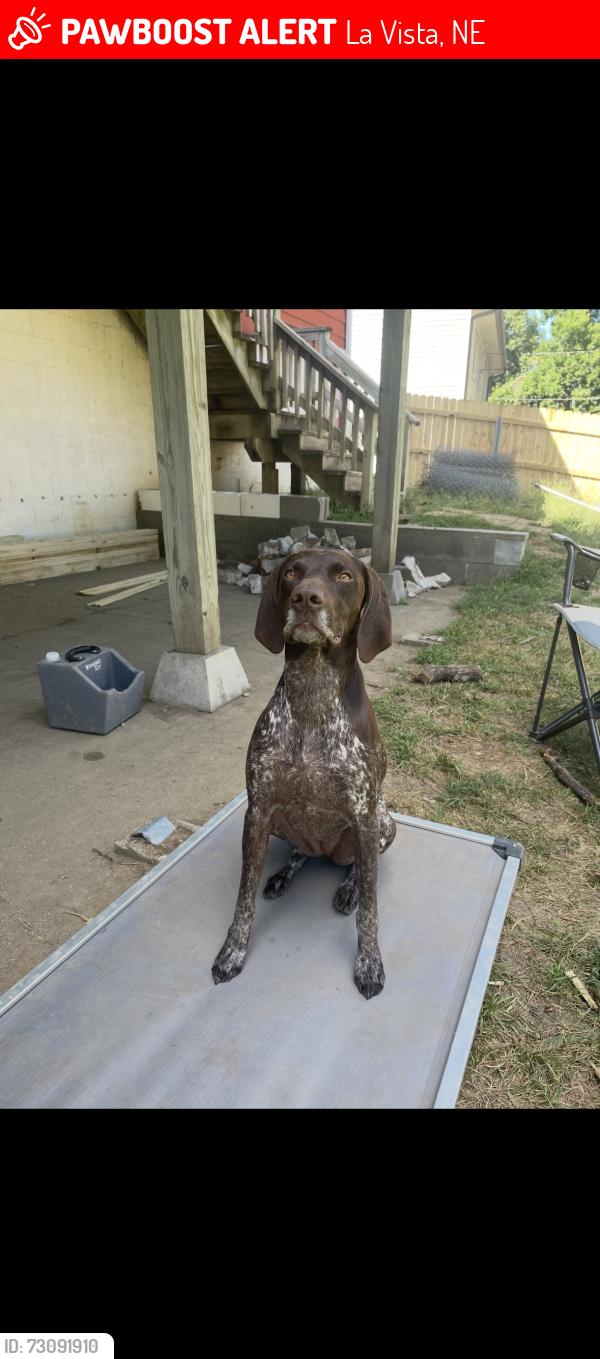 Lost Female Dog last seen 78th and Harrison, La Vista, NE 68128