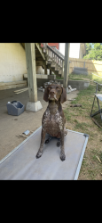 Lost Female Dog last seen 78th and Harrison, La Vista, NE 68128