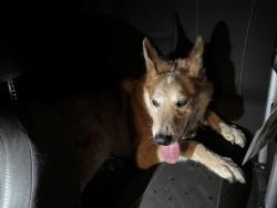 Found/Stray Male Dog last seen Blue hse yellow door. Adrienne and university camron area, Lafayette, LA 70506