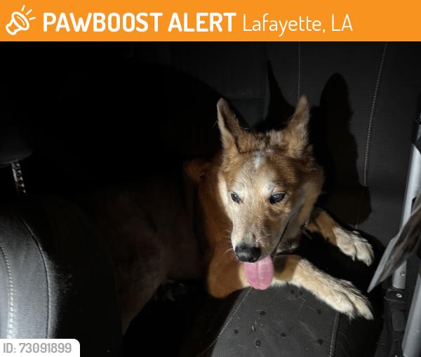 Found/Stray Male Dog last seen Blue hse yellow door. Adrienne and university camron area, Lafayette, LA 70506