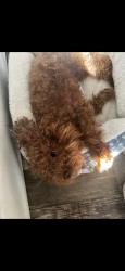 Lost Female Dog last seen Flower Fields Ln., Orlando, FL 32824