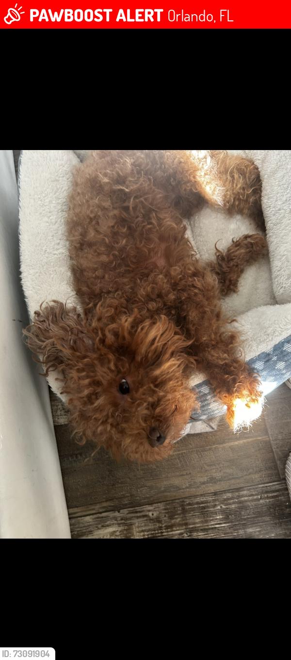 Lost Female Dog last seen Flower Fields Ln., Orlando, FL 32824