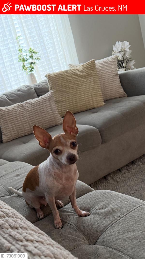 Lost Female Dog last seen Desert Pinon Pl and Elks, Las Cruces, NM 88007