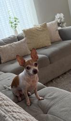 Lost Female Dog last seen Desert Pinon Pl and Elks, Las Cruces, NM 88007
