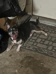 Reunited Male Dog last seen Carrington and Amherst Lane Grand Prairie TX, Grand Prairie, TX 75052
