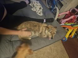 Found/Stray Female Dog last seen 12th and Dayton, Aurora, CO 80010