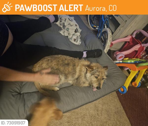Found/Stray Female Dog last seen 12th and Dayton, Aurora, CO 80010