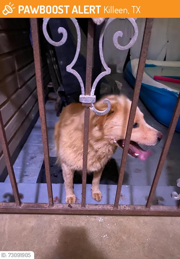 Found/Stray Unknown Dog last seen On our yard. Zephyr Rd Killeen. Next to Bluffs of Brookside apmts., Killeen, TX 76540