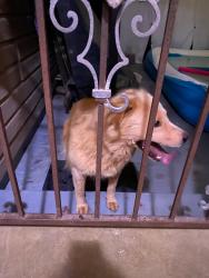 Found/Stray Unknown Dog last seen On our yard. Zephyr Rd Killeen. Next to Bluffs of Brookside apmts., Killeen, TX 76540
