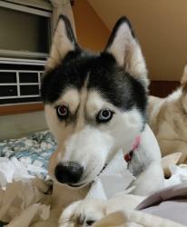Reunited Female Dog last seen Near Homestead Duquesne Rd and Coal Road Ext., Munhall, PA 15120