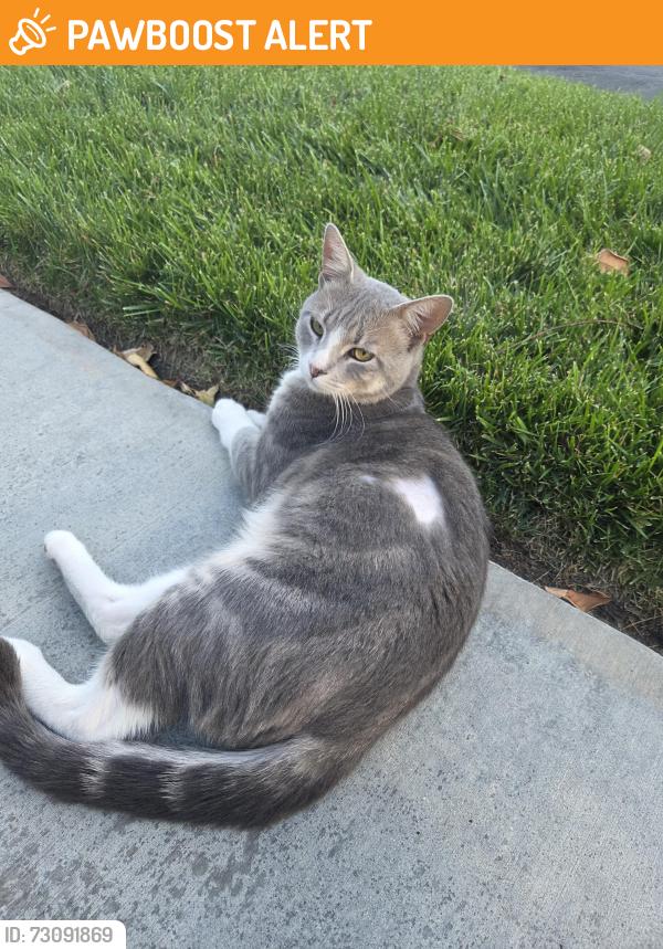 Found/Stray Male Cat last seen On Foothill and Cornwall, Rancho Cucamonga, CA 91739