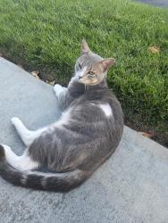 Found/Stray Male Cat last seen On Foothill and Cornwall, Rancho Cucamonga, CA 91739