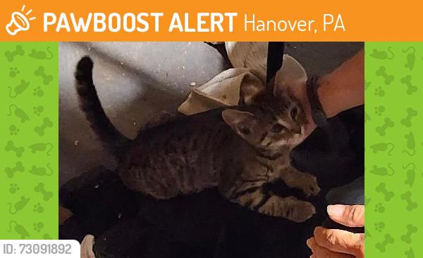 Found/Stray Male Cat last seen VCA animal hosp on Hanover Pike, Hanover PA, Hanover, PA 17331
