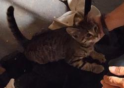 Found/Stray Male Cat last seen VCA animal hosp on Hanover Pike, Hanover PA, Hanover, PA 17331
